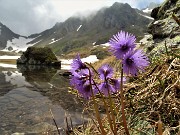 51 Soldanelle alpine (Soldanella alpina) per i laghetti e i suoi monti